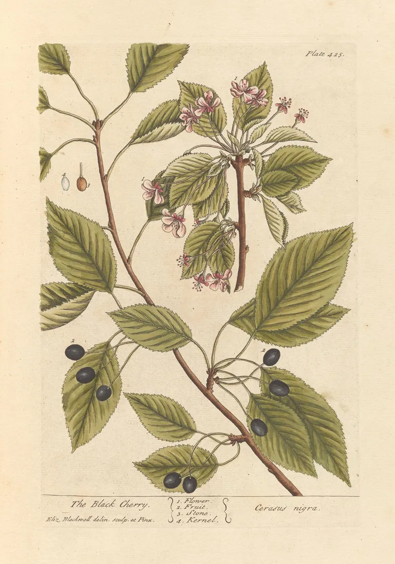 The Black Cherry