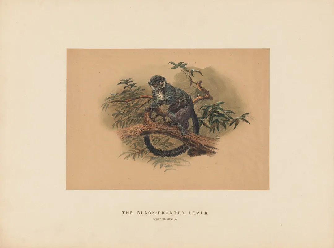 The Black Fronted Lemur 2