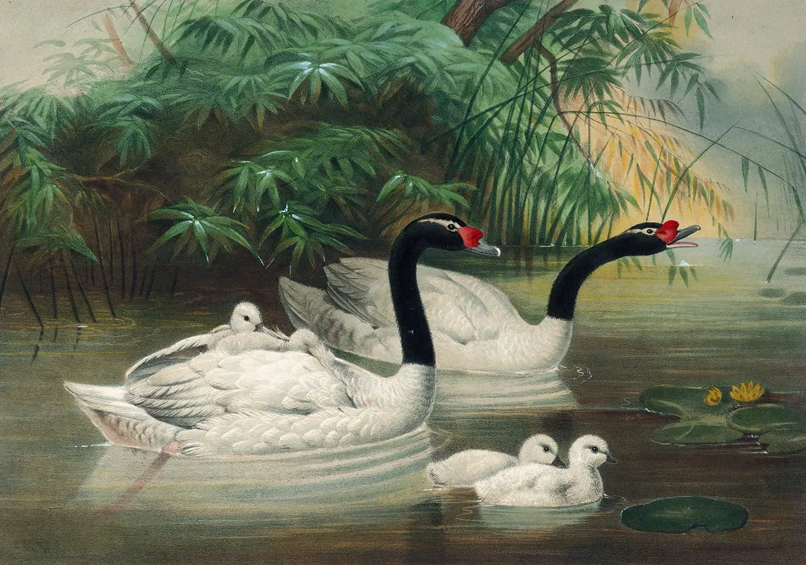 The Black Necked Swan by Joseph Wolf - Canvas Print