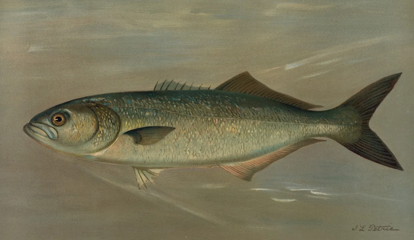 The Bluefish Pomatomus Saltatrix by John L. Petrie - Canvas Print