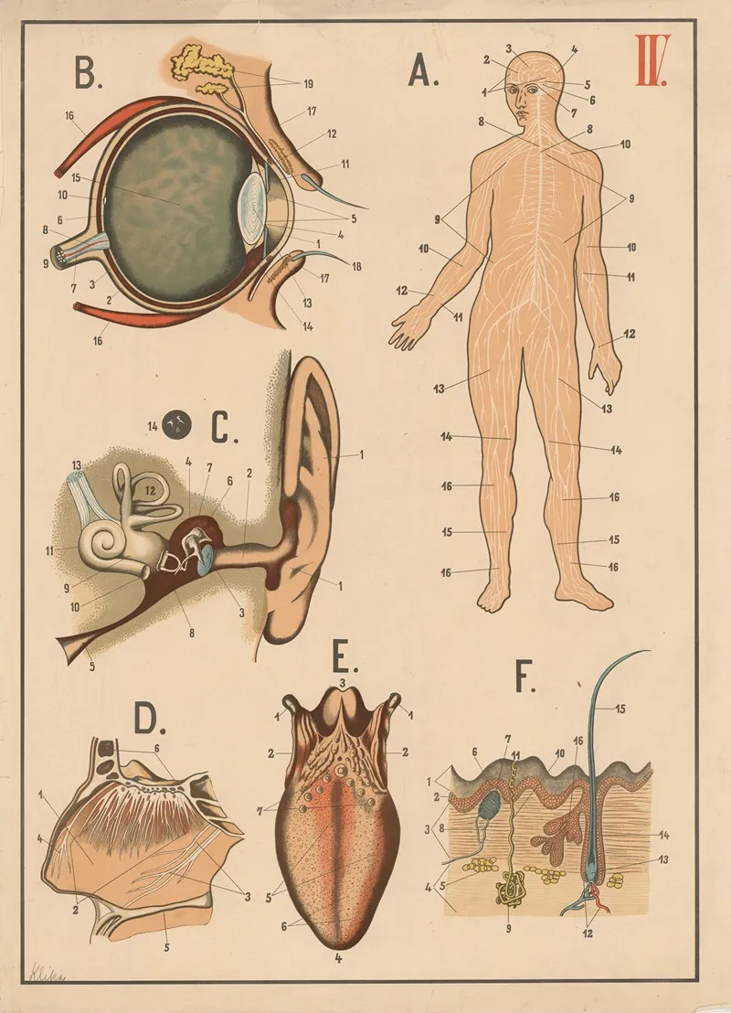 The Brain Nervous System And Senses