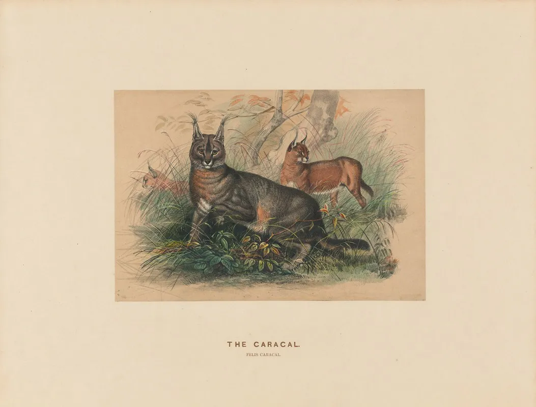 The Caracal 2 by Joseph Wolf - Canvas Print