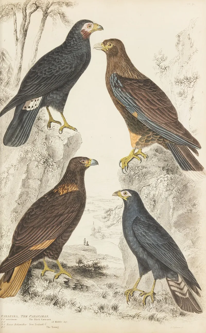 The Caracaras by William MacGillivray - Canvas Print
