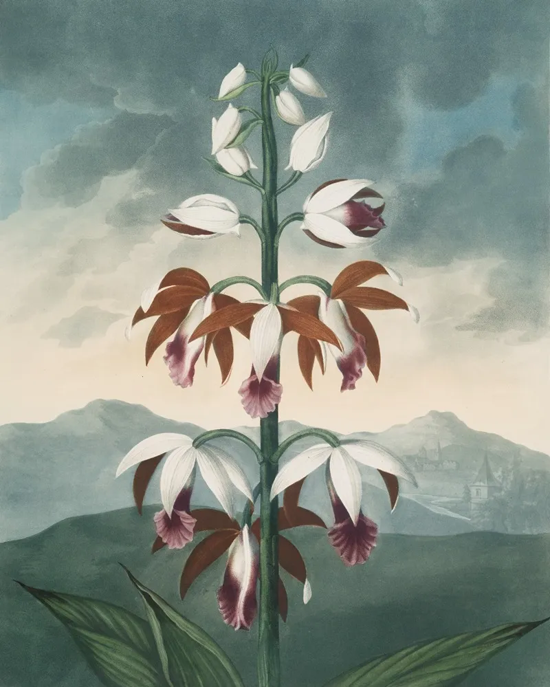 The China Limodoron 2