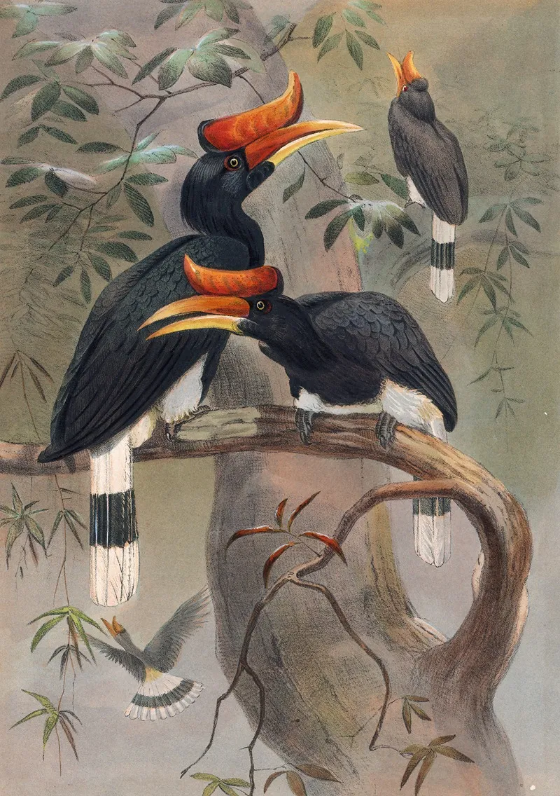 The Concave Casqued Hornbill