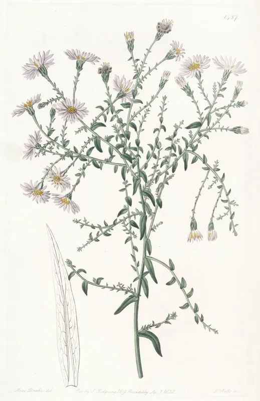 The Coris Leaved Starwort