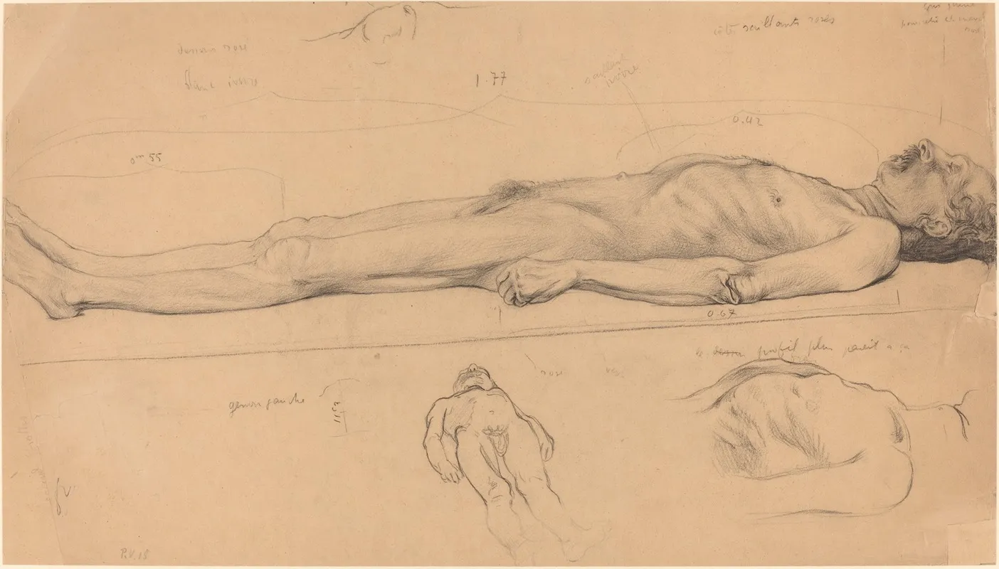 The Corpse Study For The Dead Christ
