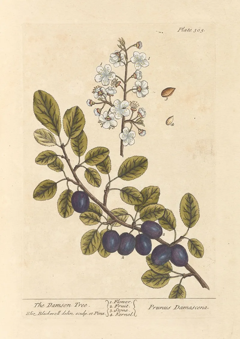 The Damson Tree
