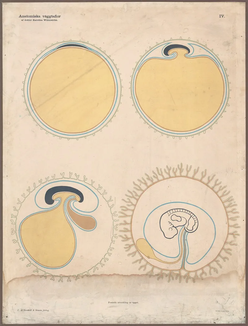 The Development Of The Egg