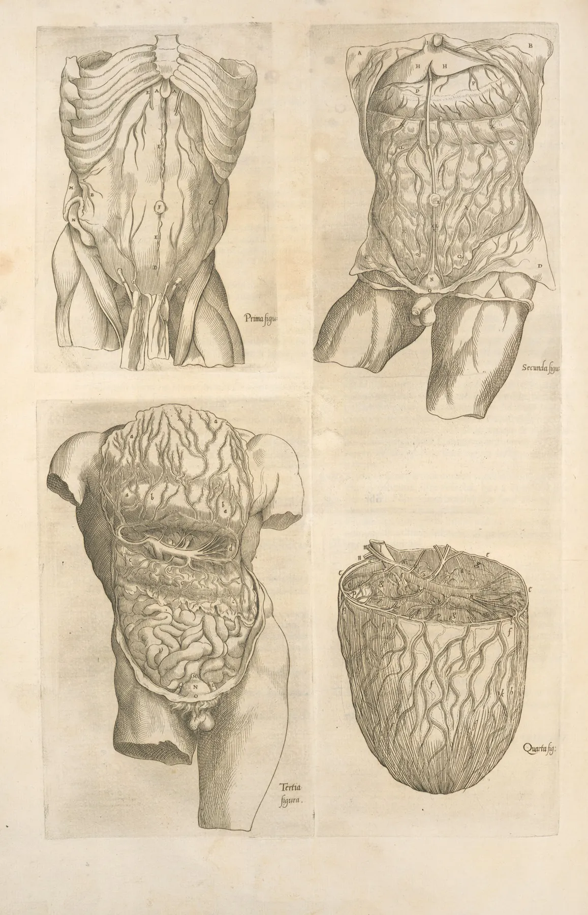 The Digestive Organs by Thomas Geminus - Canvas Print