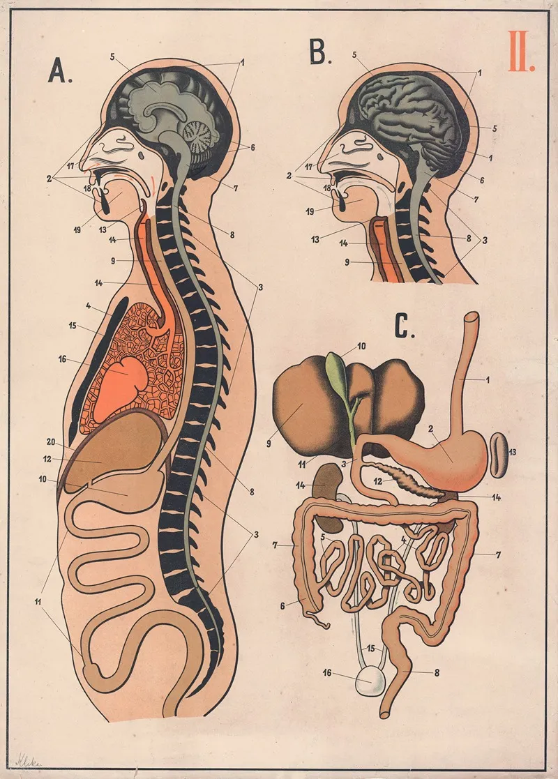 The Digestive System 2