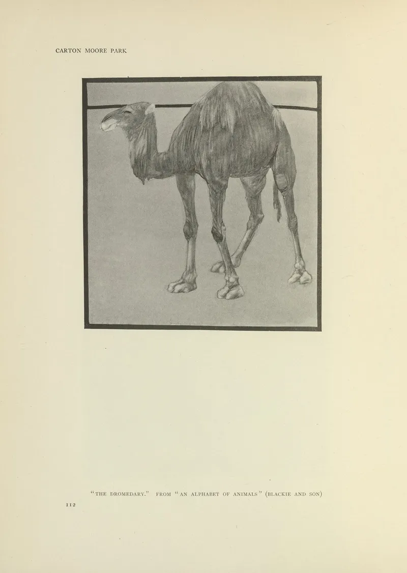 The Dromedary An Alphabet Of Animals by Carton Moore Park - Canvas Print