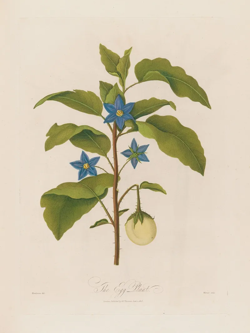 The Egg Plant by Robert John Thornton - Canvas Print