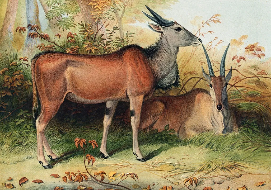 The Eland by Joseph Wolf - Canvas Print