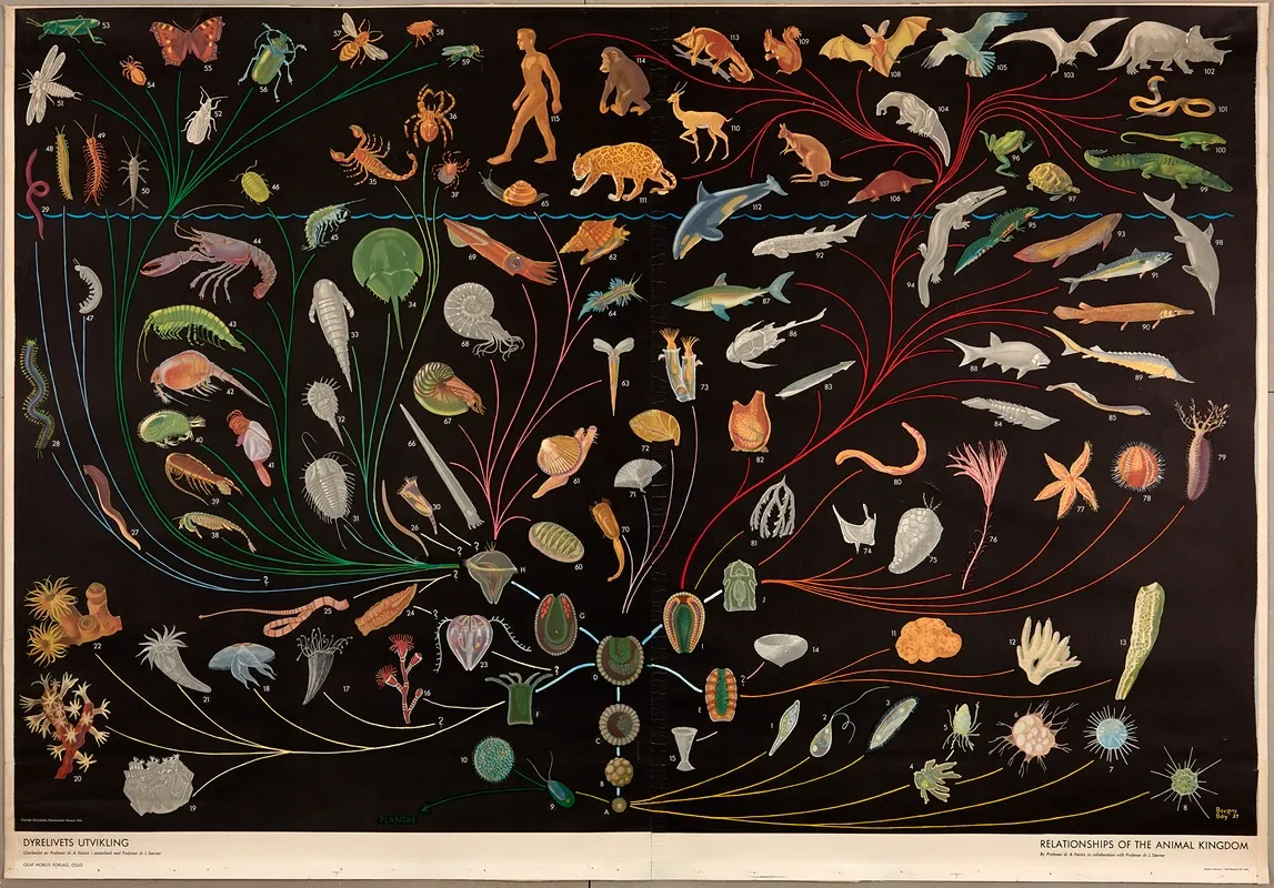 The Evolution Of Animal Life