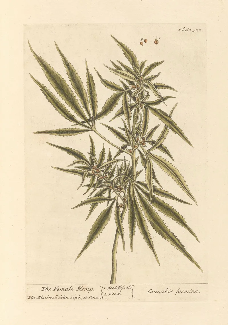 The Female Hemp