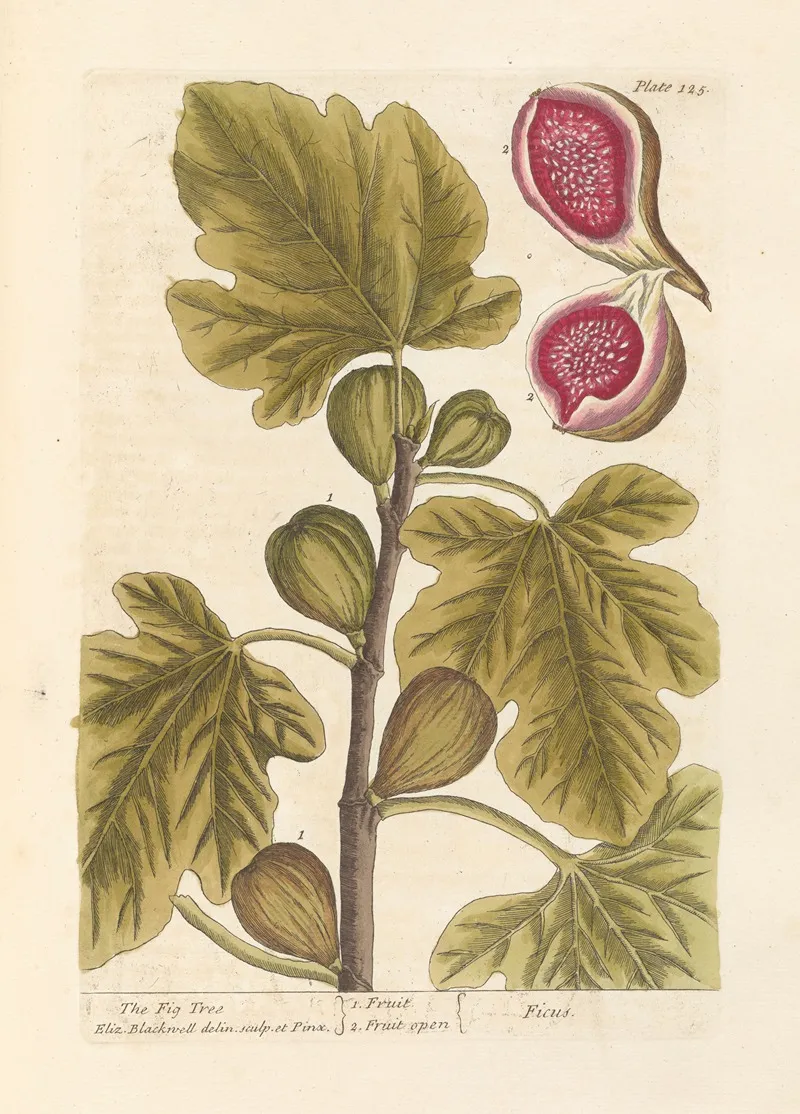 The Fig Tree