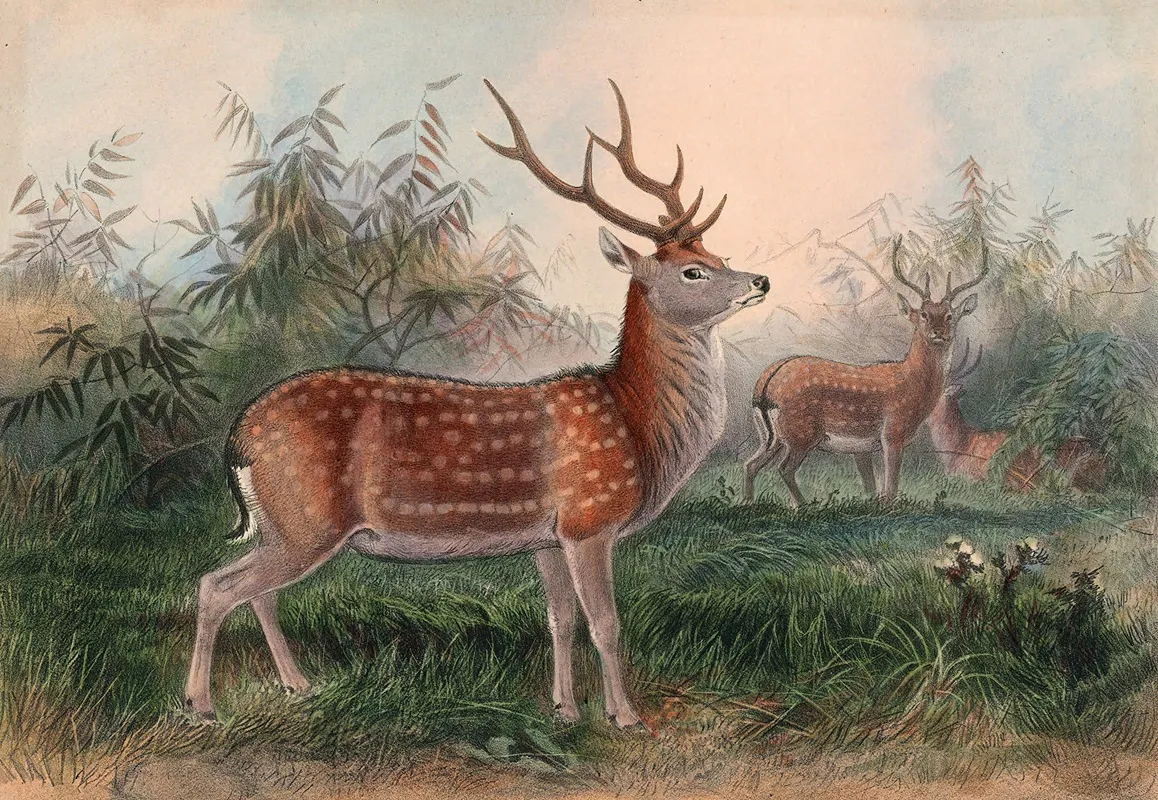 The Formosan Deer by Joseph Wolf - Canvas Print
