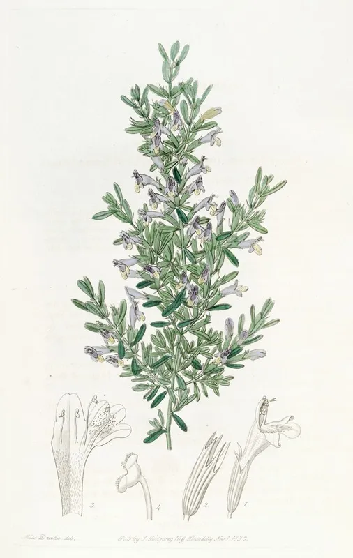 The Gillies Gardoquia