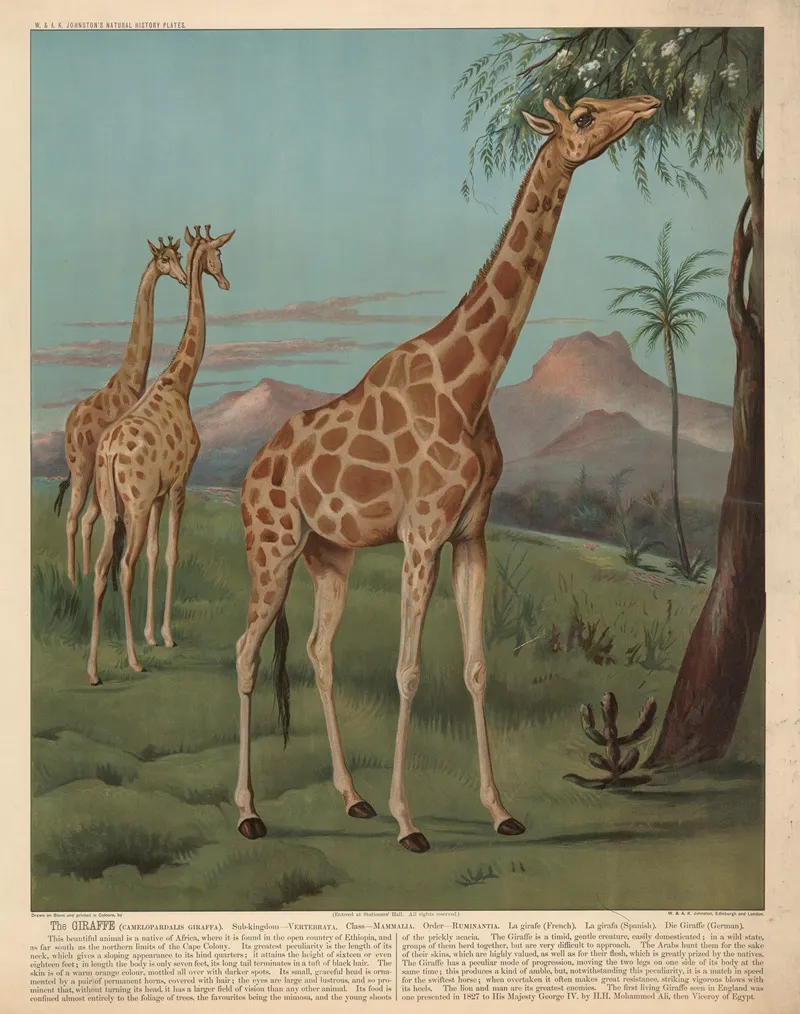The Giraffe 2