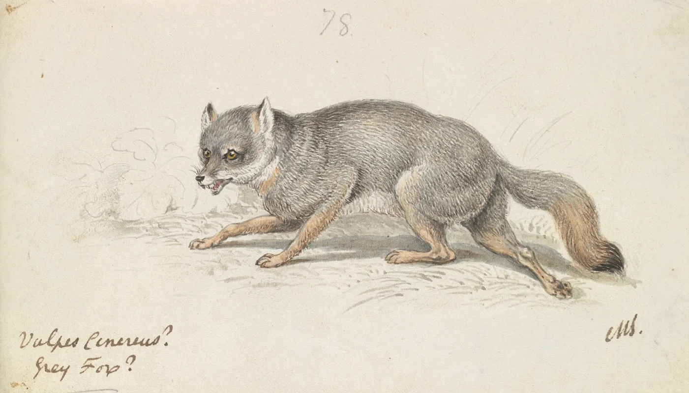 The Gray Fox