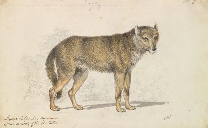 The Gray Wolf