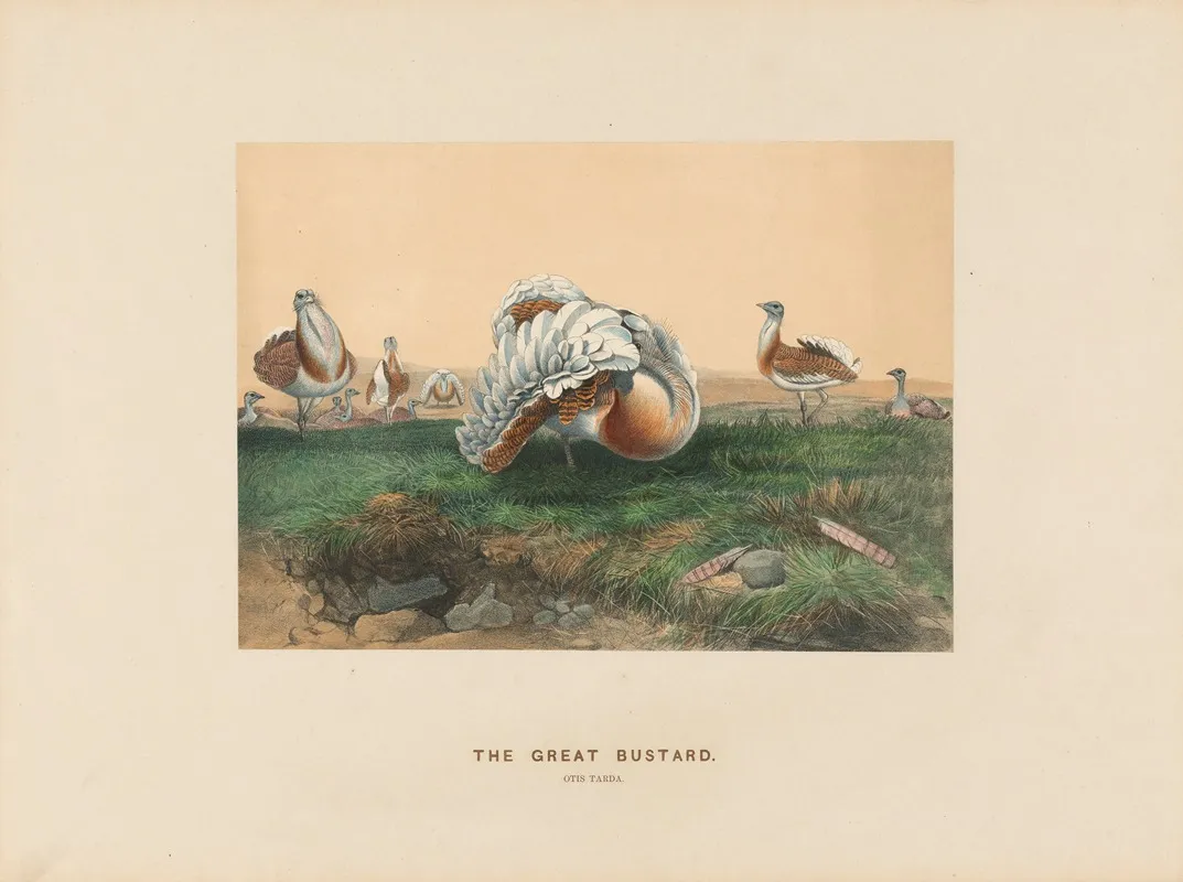 The Great Bustard 2 by Joseph Wolf - Canvas Print