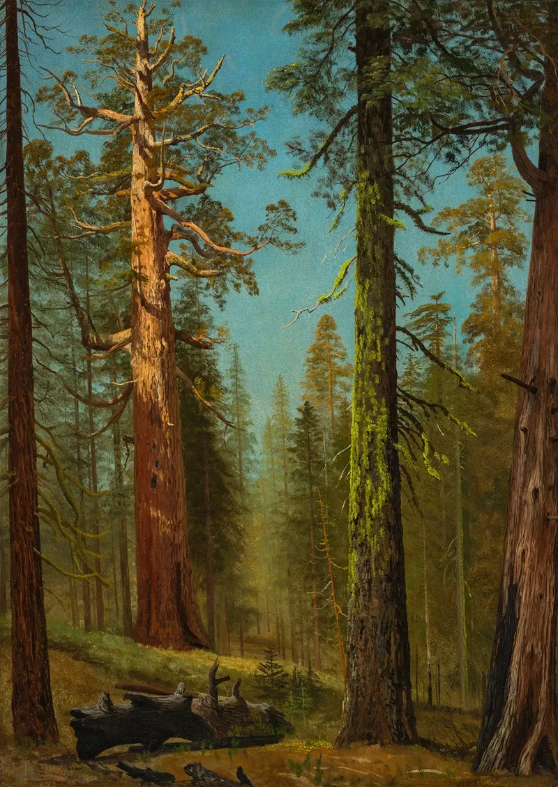 The Grizzly Giant Sequoia Mariposa Grove California