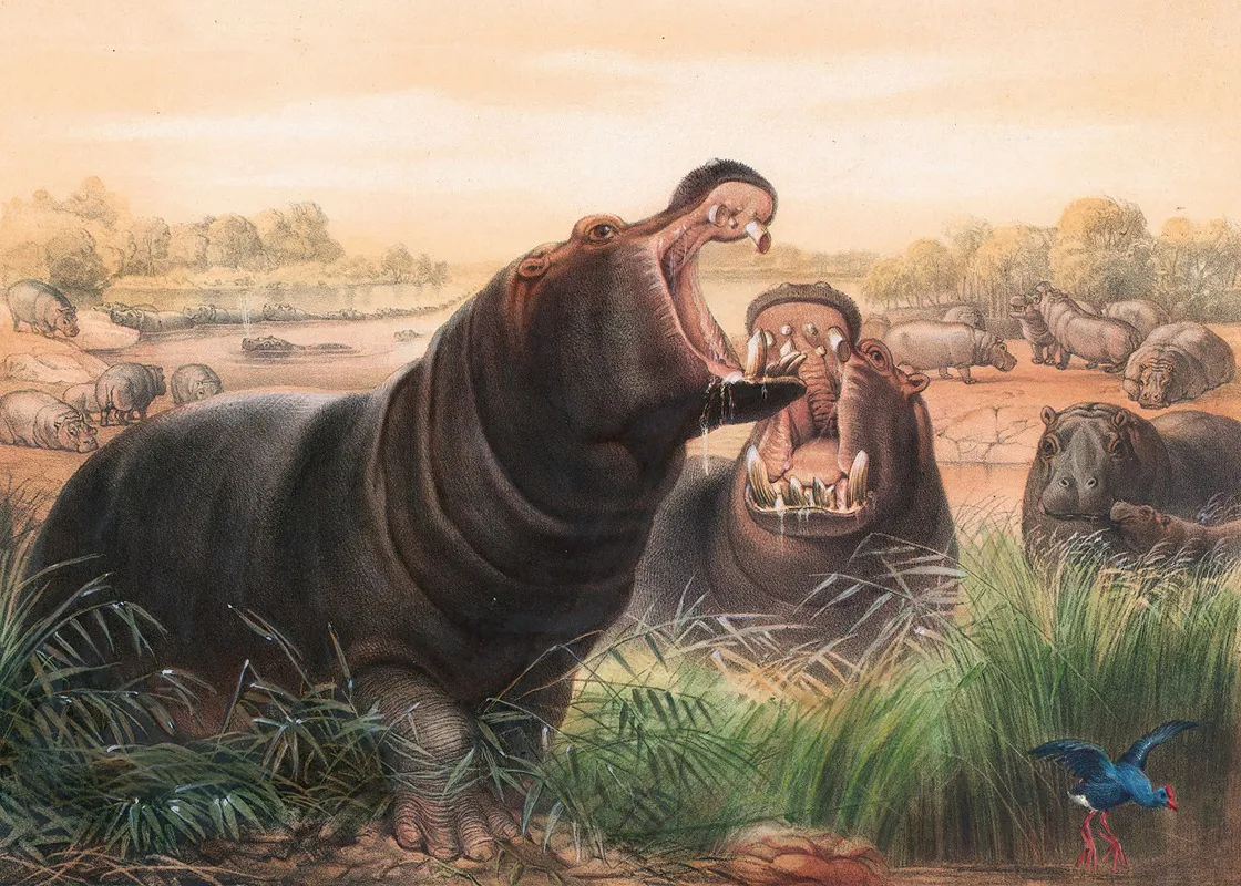 The Hippopotamus by Joseph Wolf - Canvas Print