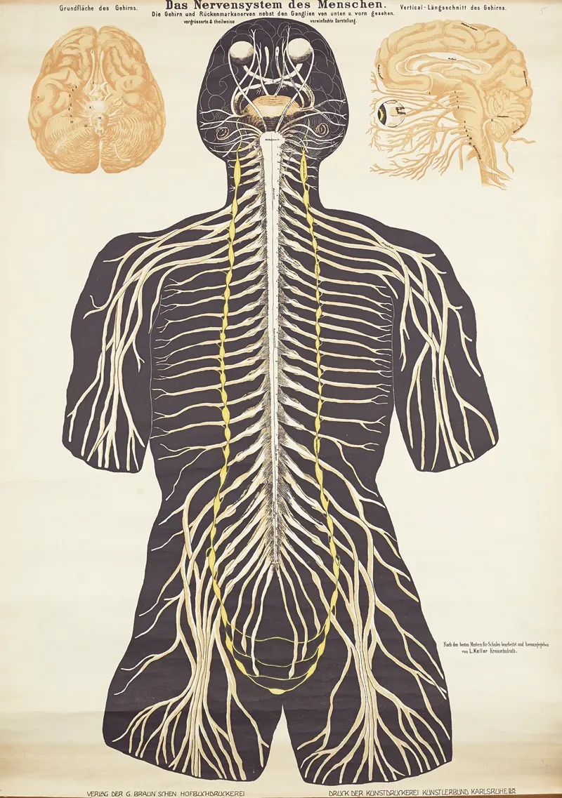 The Human Nervous System