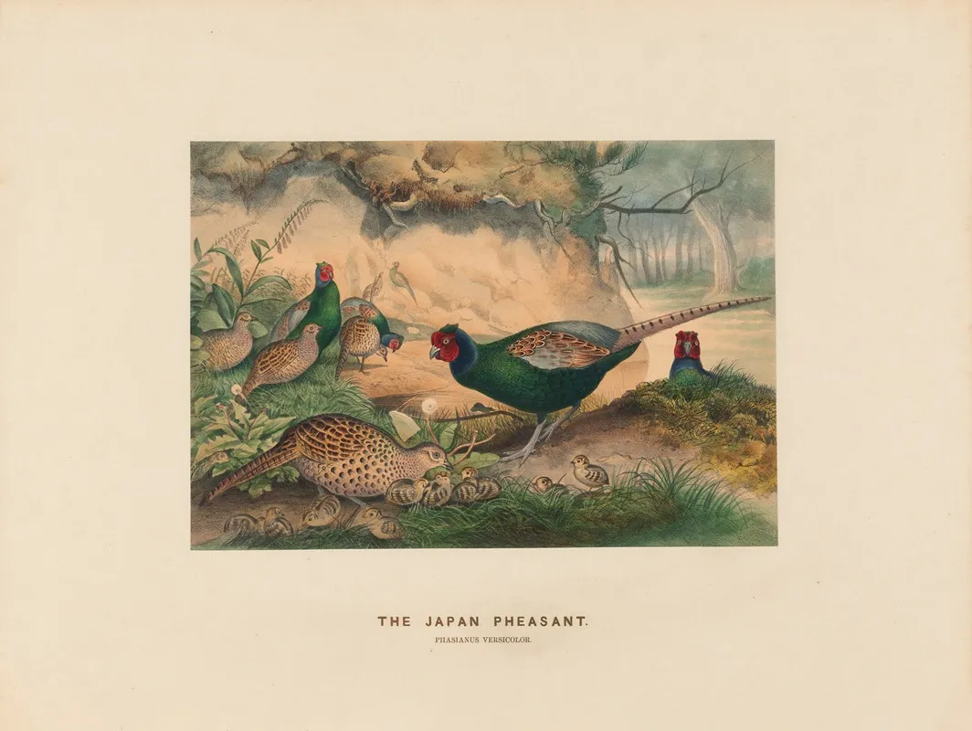 The Japan Pheasant 2 by Joseph Wolf - Canvas Print
