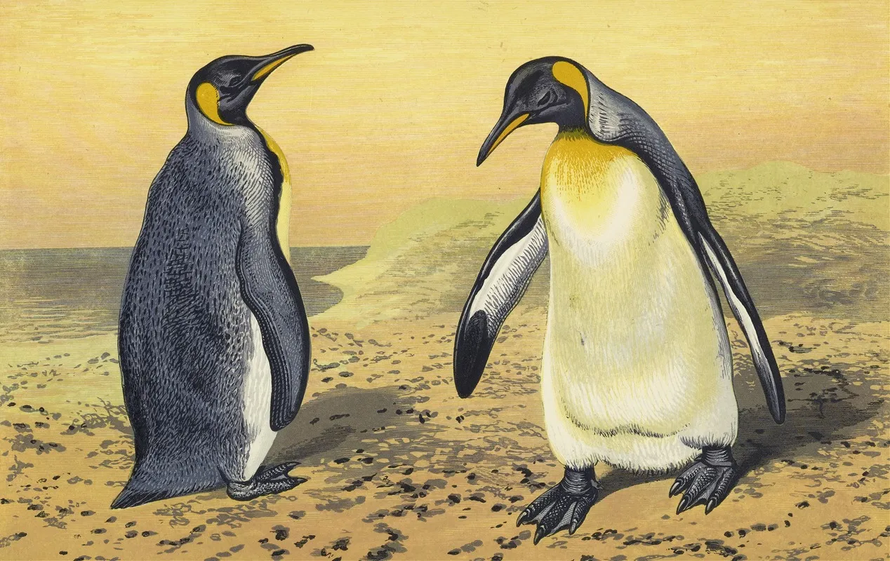 The King Penguin
