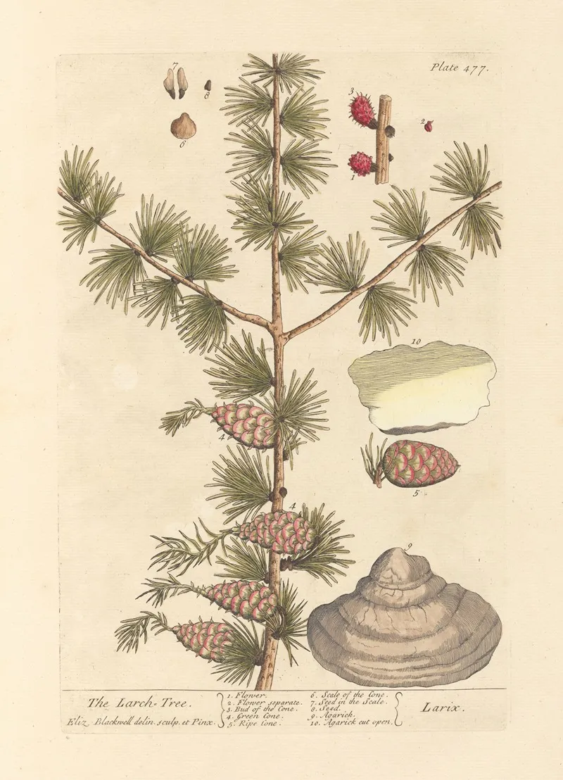 The Larch Tree