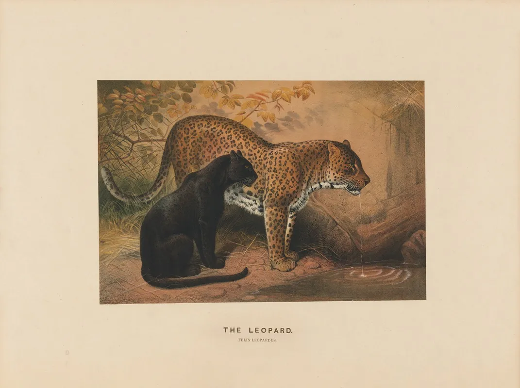 The Leopard 2 by Joseph Wolf - Canvas Print