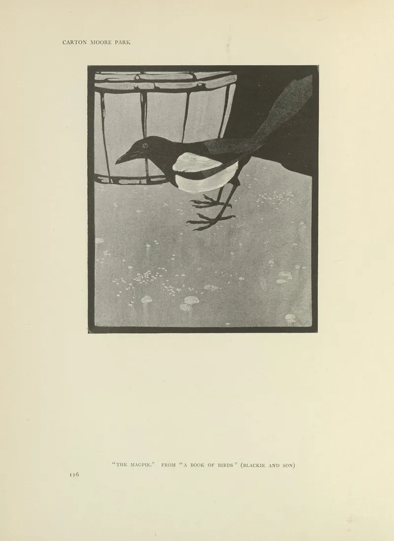 The Magpie A Book Of Birds