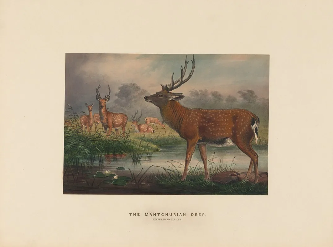 The Mantchurian Deer 2