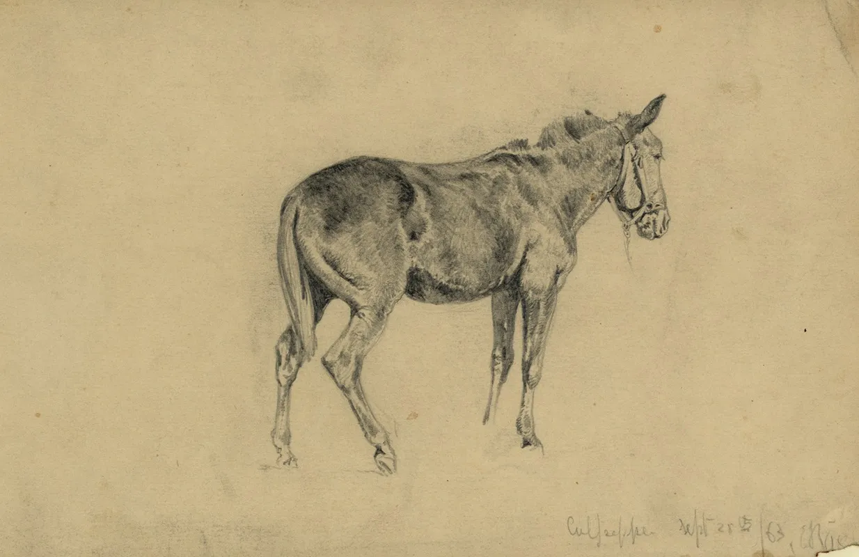 The Meditative Mule