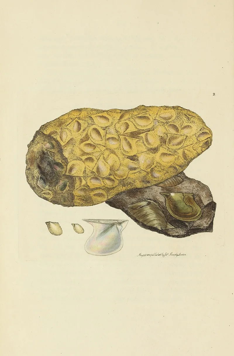 The Mineral Conchology Of Great Britain Pl 002