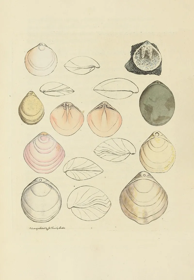 The Mineral Conchology Of Great Britain Pl 015