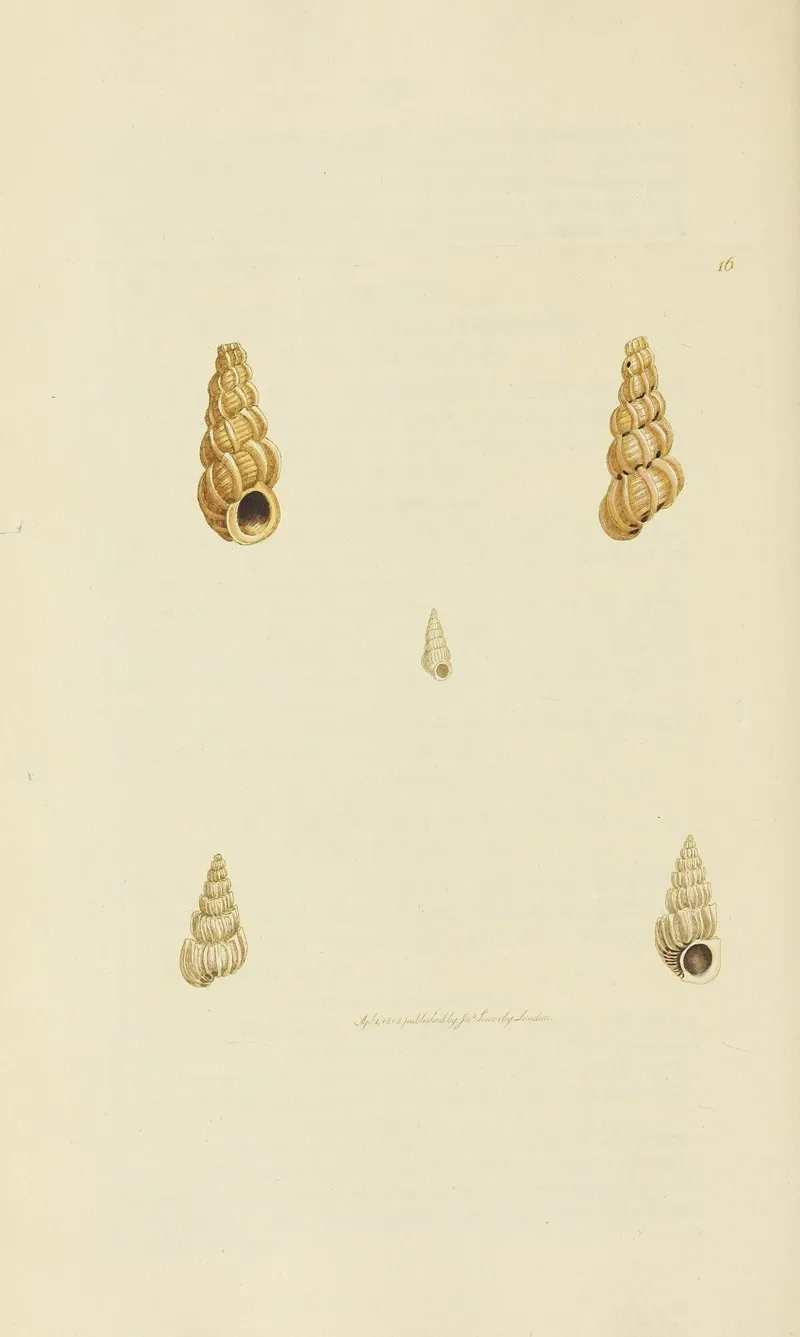 The Mineral Conchology Of Great Britain Pl 016