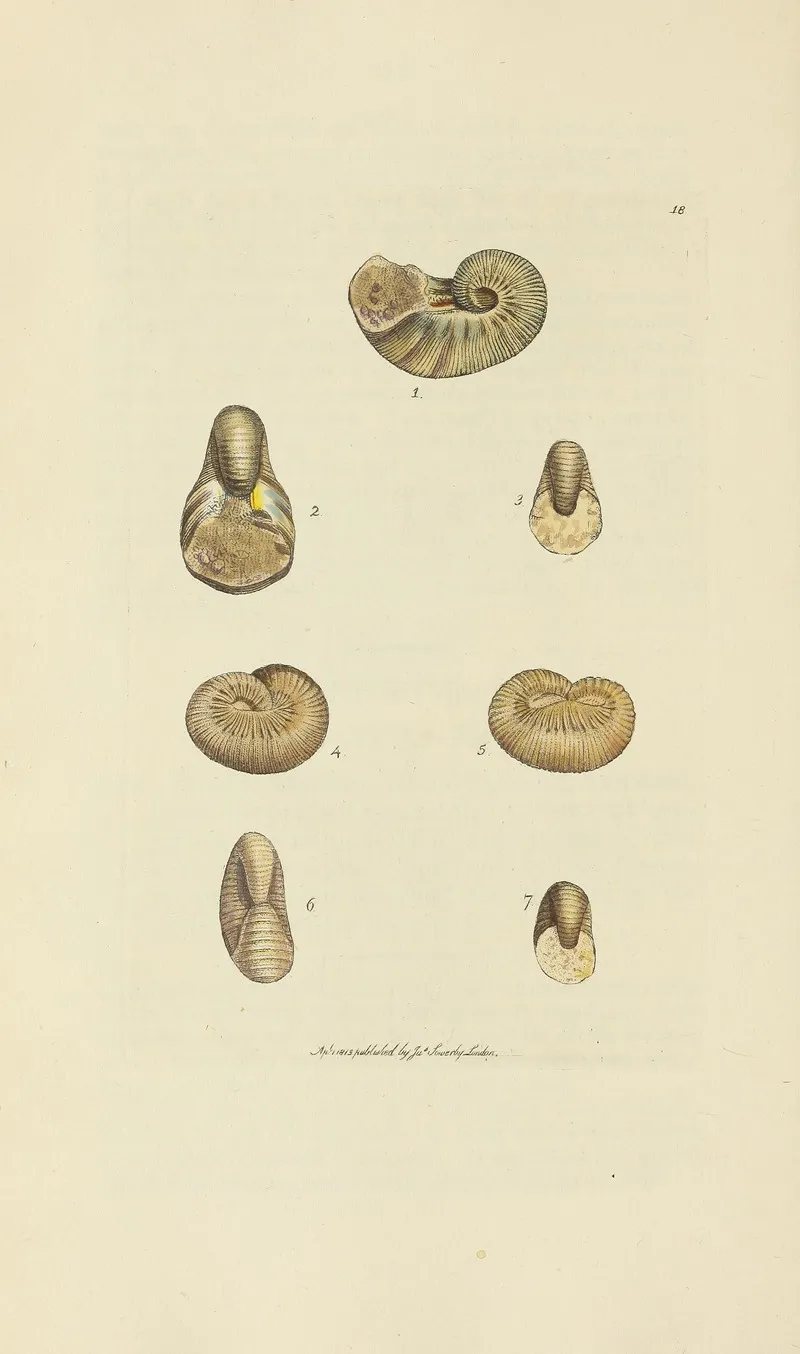 The Mineral Conchology Of Great Britain Pl 018