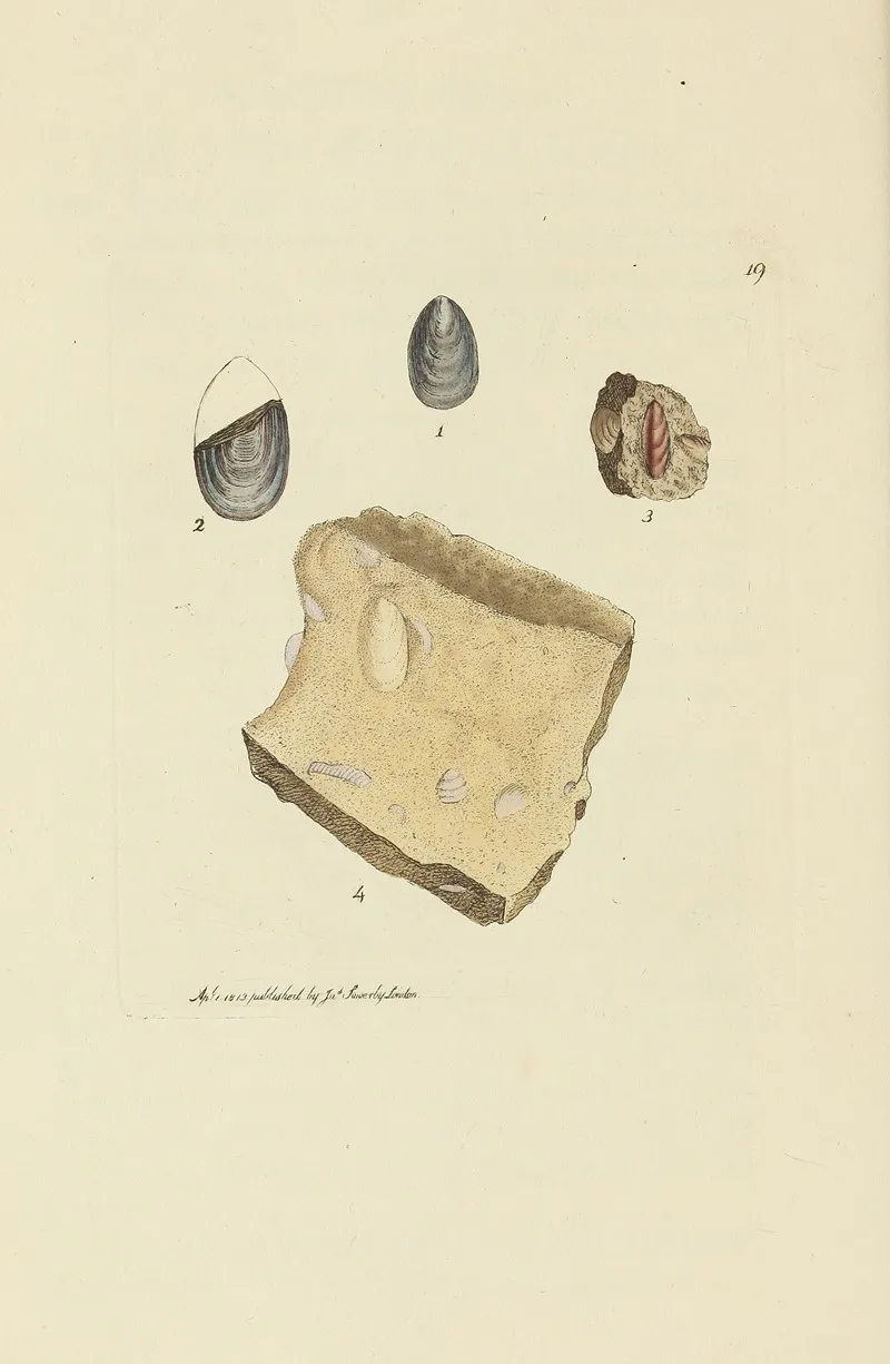 The Mineral Conchology Of Great Britain Pl 019