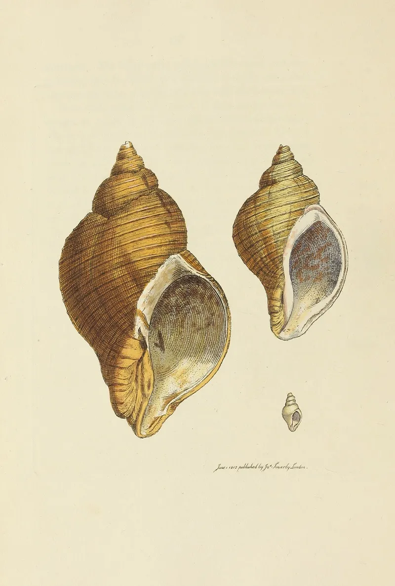 The Mineral Conchology Of Great Britain Pl 022