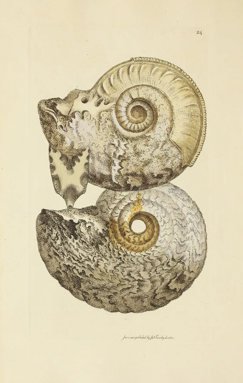 The Mineral Conchology Of Great Britain Pl 024