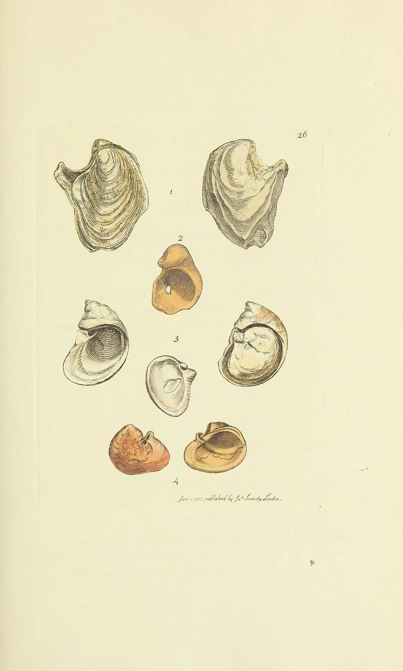 The Mineral Conchology Of Great Britain Pl 026