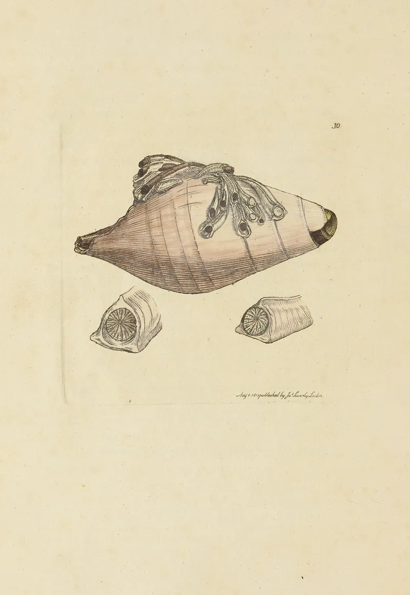 The Mineral Conchology Of Great Britain Pl 030