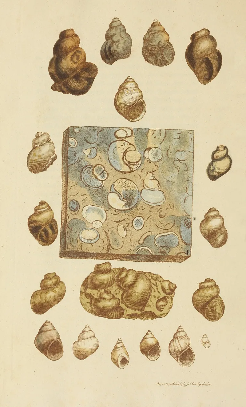 The Mineral Conchology Of Great Britain Pl 031