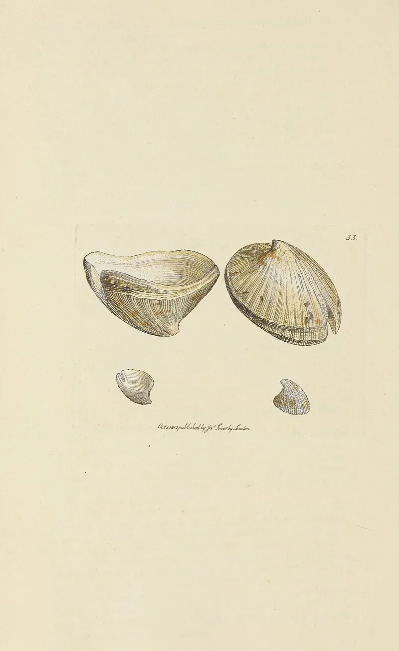 The Mineral Conchology Of Great Britain Pl 034