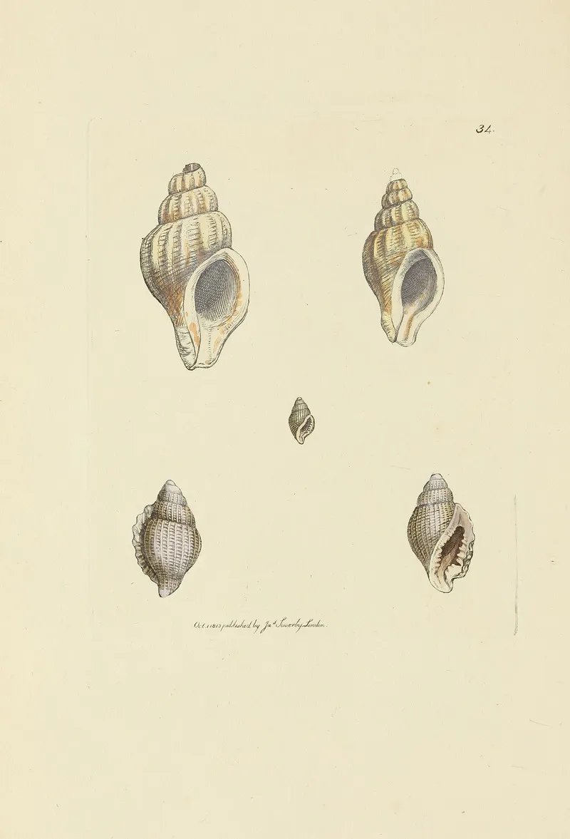 The Mineral Conchology Of Great Britain Pl 035