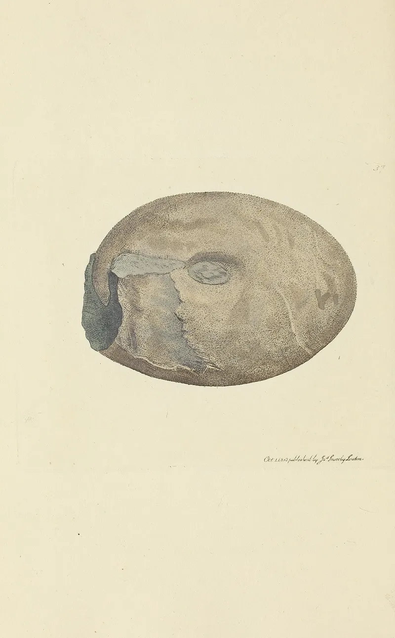 The Mineral Conchology Of Great Britain Pl 038